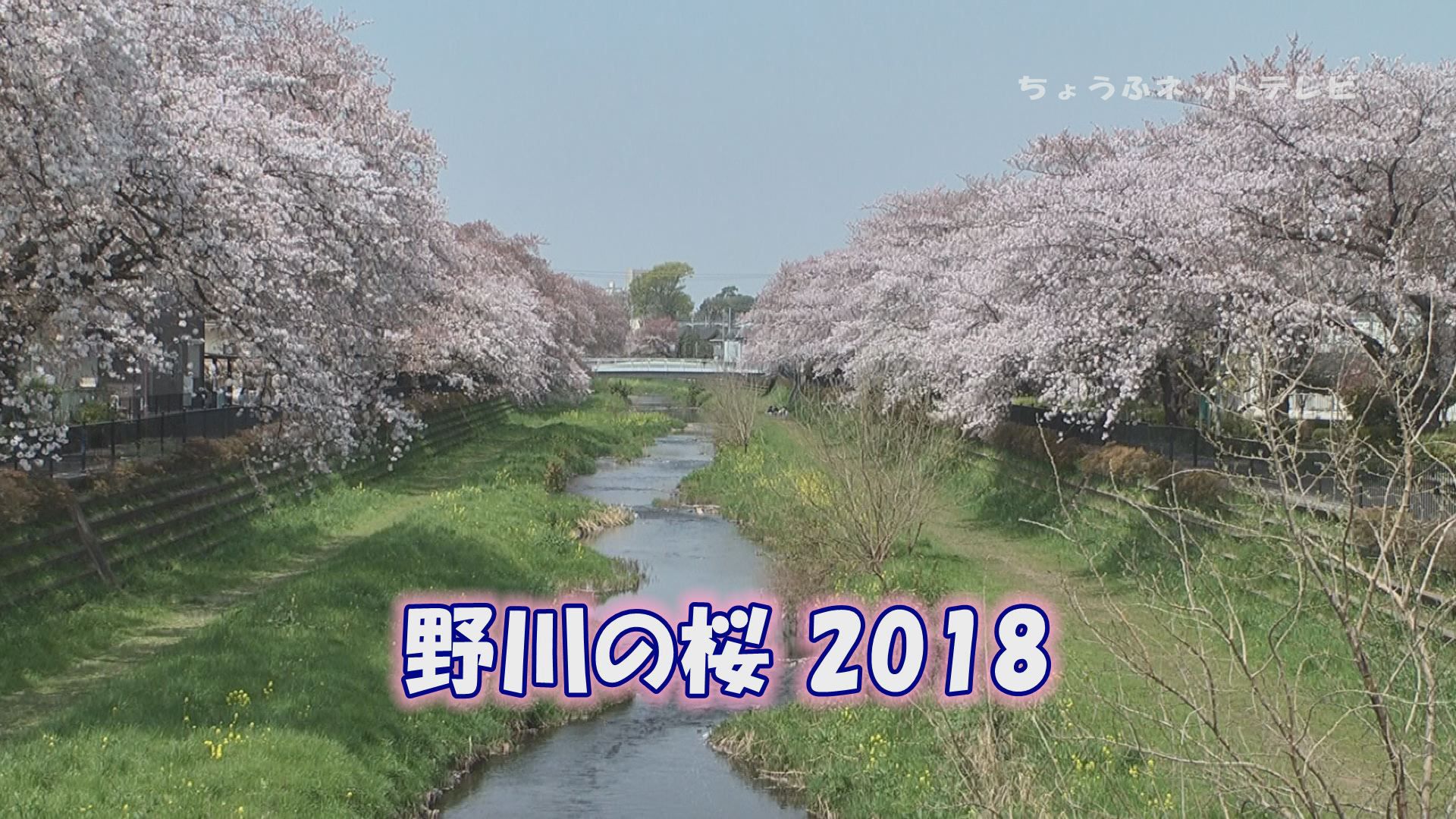 野川の桜2018