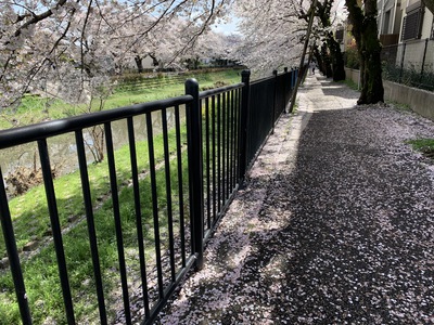 野川の桜2021～初夏の陽気～