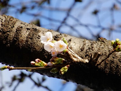野川の桜2024～胴吹き桜～