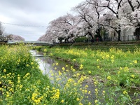 野川の桜2024～満開近く～