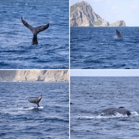 4.27~5.03 GW小笠原諸島 4.27~5.03 GW小笠原諸島