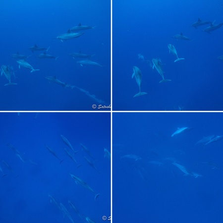 4.27~5.03 GW小笠原諸島 4.27~5.03 GW小笠原諸島