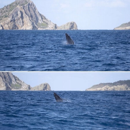 4.27~5.03 GW小笠原諸島 4.27~5.03 GW小笠原諸島