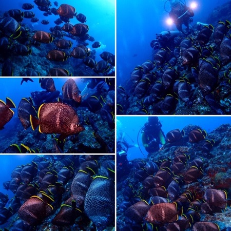 4.27~5.03 GW小笠原諸島 4.27~5.03 GW小笠原諸島