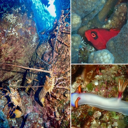 4.27~5.03 GW小笠原諸島 4.27~5.03 GW小笠原諸島