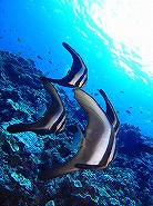 フィリピン・セブ島ツアーのご案内 フィリピン・セブ島ツアーのご案内