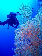 フィリピン・セブ島ツアーのご案内 フィリピン・セブ島ツアーのご案内