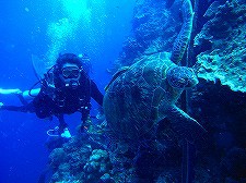 フィリピン・セブ島ツアーのご案内 フィリピン・セブ島ツアーのご案内