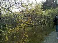ロウバイ咲いてます！京王百草園