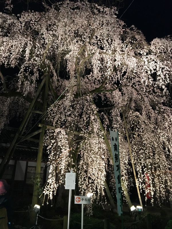 駅近で春を満喫！樹齢200年の桜の下で聴く『夜桜朗読会』