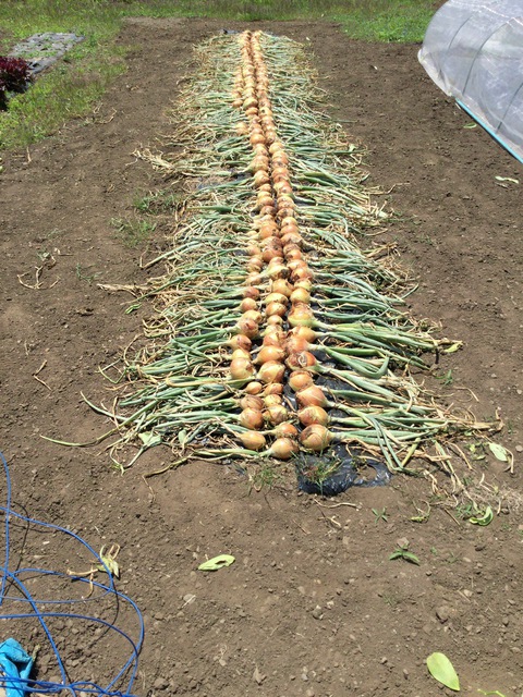 玉葱収穫