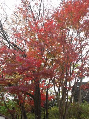 高尾山の紅葉の見ごろは？