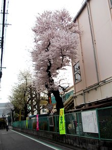 六小の桜