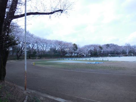 小平市立中央公園　桜