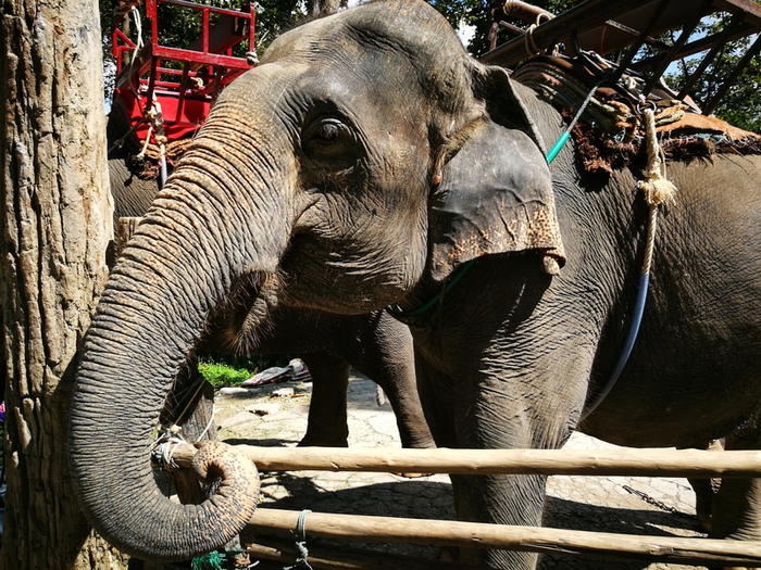 タイ　チェンマイ動物園