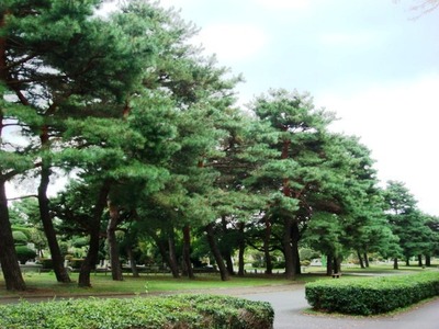小平霊園の松を天然記念物に！