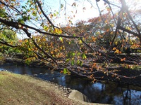 秋の野川さんぽ