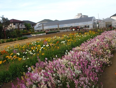 小川農園（花摘み＆カフェ）