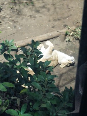 上野動物園