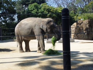 上野動物園