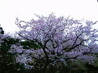 満開の桜でAreaers14年目となる新年度スタート！～つながることで、次世代への希望を～