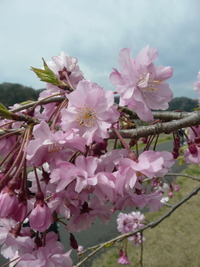 多摩地区の桜：羽村の堰2010
