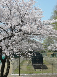 多摩地区の桜（穴場）：昭島市・昭和公園2010