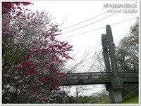 多摩地区の桜：残堀川＆根川緑道の桜201104