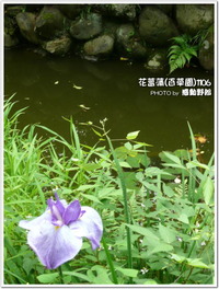 京王百草園で撮った、紫陽花と花菖蒲201106