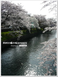 羽村の堰の桜（2012年4月13日）