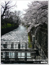 羽村の堰の桜（2012年4月13日）