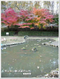 野山北公園(武蔵村山市)の紅葉-2012年11月24日-