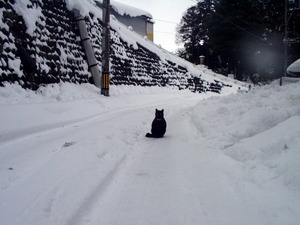 東京初雪、七分袖で汗かいて走り回る、カッチェル会長
