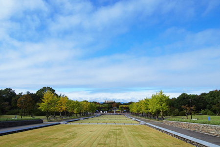 昭和記念公園の銀杏