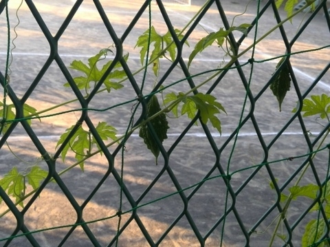 とうもろこし大収穫