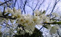 桜の開花と冷たい雨