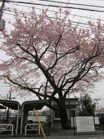 「第４回春うらら桜ウオーキング」サイクリング特別参加