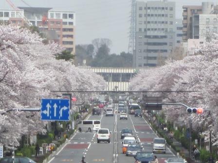 国立駅前大学通り＆富士見台さくら通り 満開の桜並木