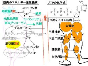 ジャンプ！！分子が決める飛躍力