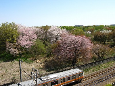 立川基地跡地の桜（２０１１・１７・０４）