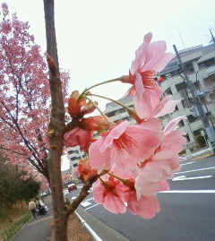 平和のシンボル「陽光桜」