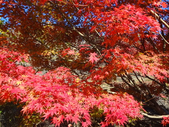神奈川の自然探索①～足柄・丹沢の「紅葉」