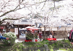 京都の桜・続