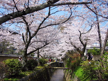 京都の桜・続