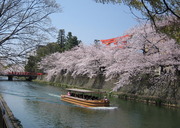 京都の桜・あとがき