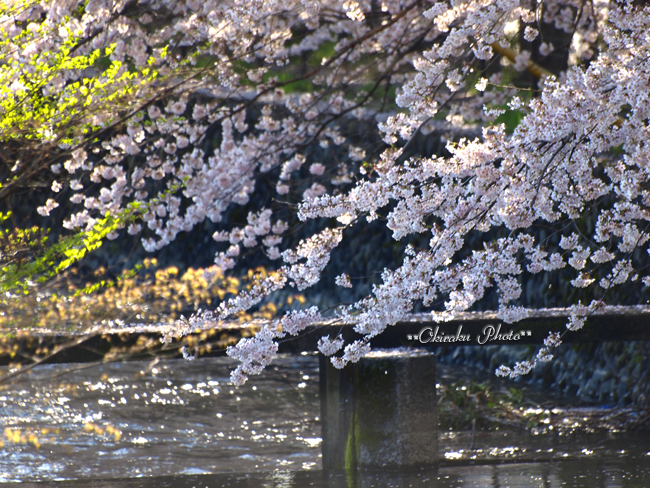 玉川上水の桜