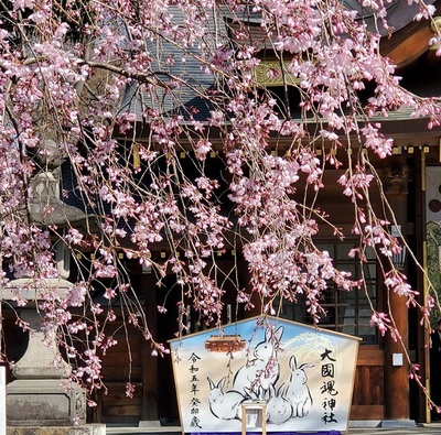 大國魂神社の桜
