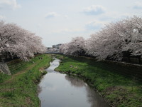 野川の桜２