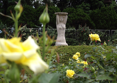神代植物園のバラ