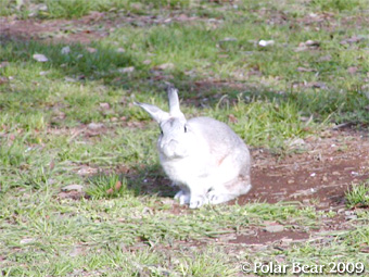 小金井公園の桜の下のウサギちゃん